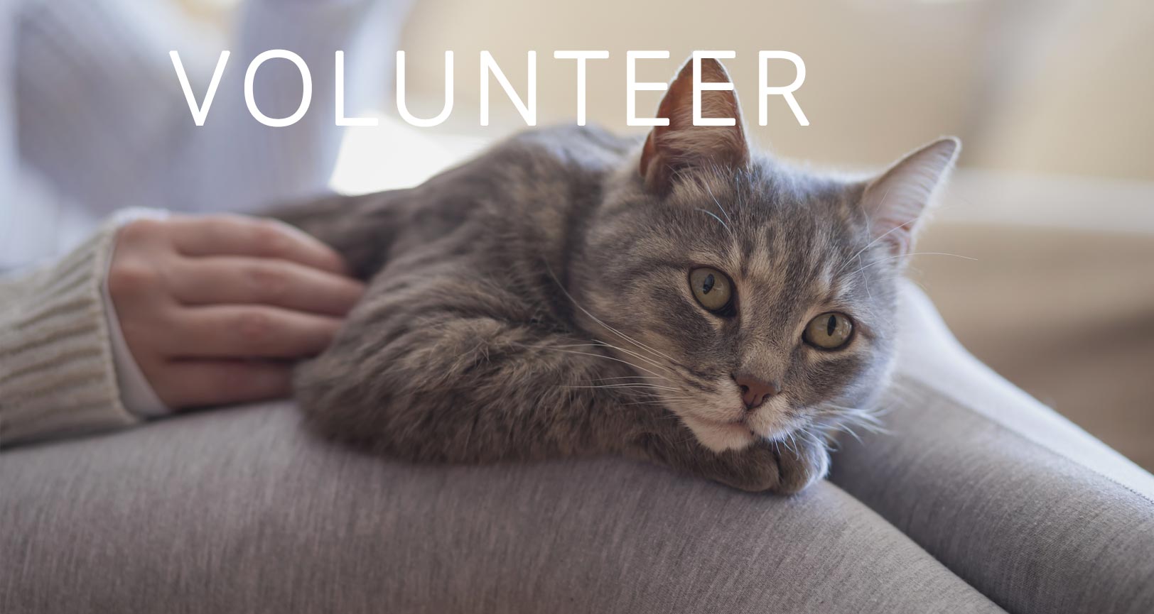 volunteer at your local animal shelter