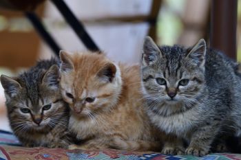 sleeping kittens