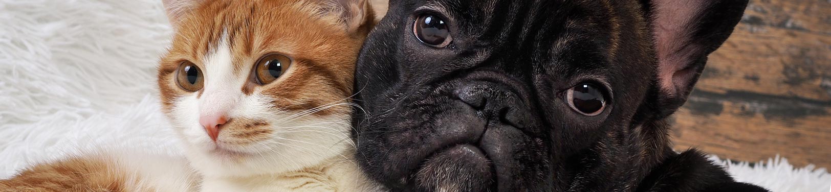 Donate to Friends of the Animal Shelter