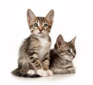two kittens