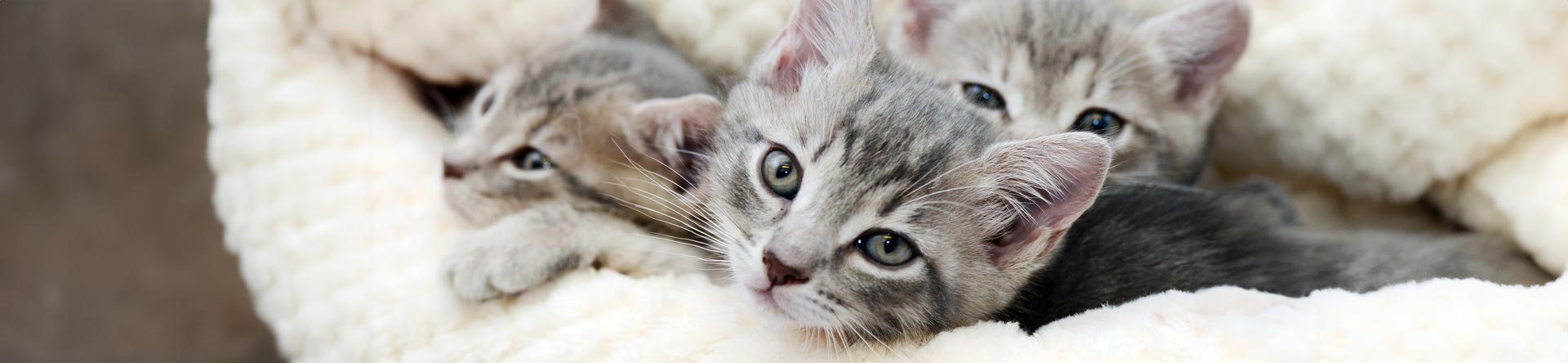 kittens in need of foster care