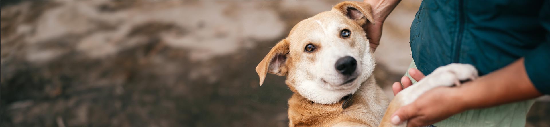 dog fostering opportunities