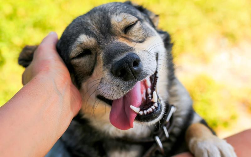 happy dog getting pets