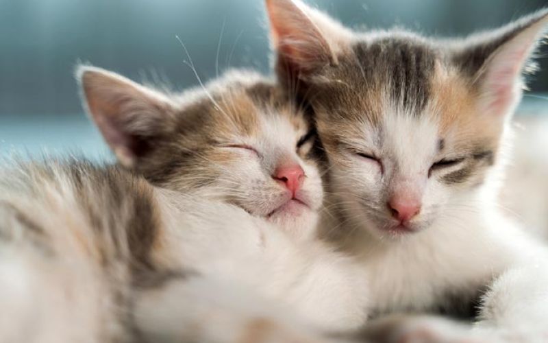 sleeping kittens