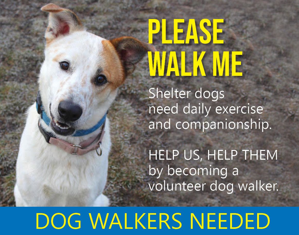 Dog walkers needed - shelter dogs need daily exercise and companionship - become a volunteer dog walker